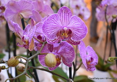 Nog een topmodel van Sion in potmaat 12, de Flirtation. Met bloemen van maar liefst 8,5 cm doorsnede kan je deze niet misssen.